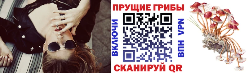 Псилоцибиновые грибы мицелий  закладка  Щучье 